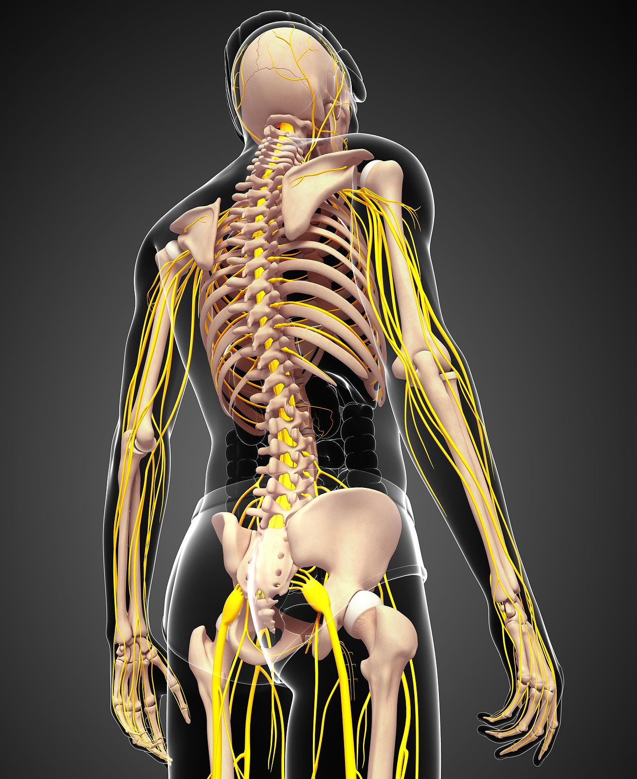 The Anatomy of Lower Back Pain, Low Back Pain